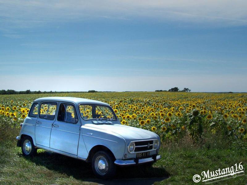 Champ de tournesols