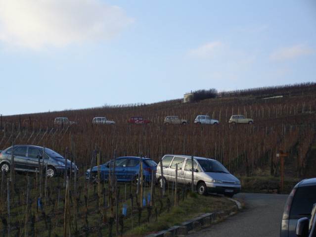 dans les vignes